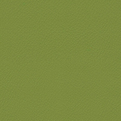 Vita Avocado